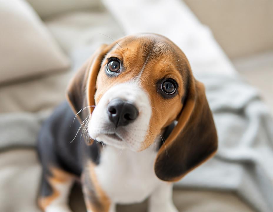 Chiot beagle assis sur un canapé qui lève les yeux
